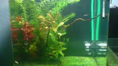 Dennerle Nano Cube 20 Liter von yuezueak