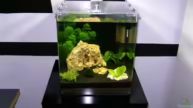 Dennerle Nano Cube von Nautiker