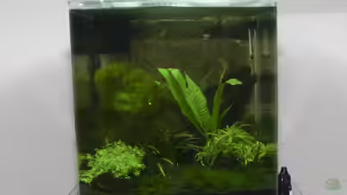 Dennerle Nanocube - Miniaquarium in der Praxis