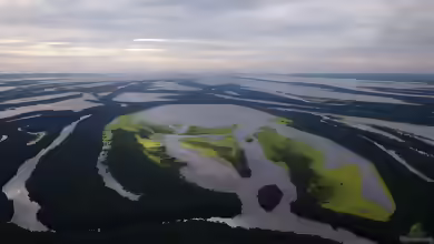 Der Amazonas als Vorbild für dein Aquarium