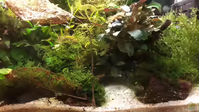 Der Aquarium Fresher im Kampf gegen Fadenalgen
