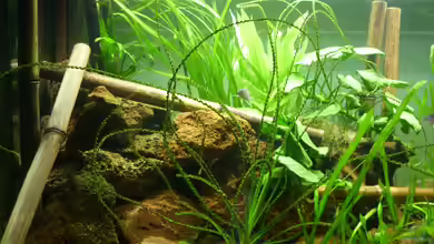 Der besondere Tanganjikasee von Tanga