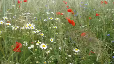 Der Duft des Überlebens: Wie Pflanzenparfums das Tierreich beeinflussen