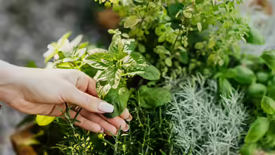 Der Duftgarten - Ein sinnliches Gartenkonzept für alle Jahreszeiten