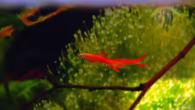 Der Endlerguppy und eine seiner Zuchtformen