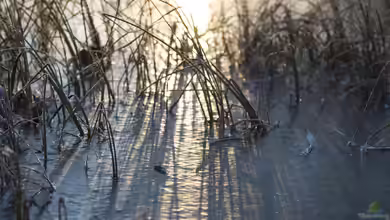 Der erste Schneefall am Gartenteich: Was jetzt zu tun ist