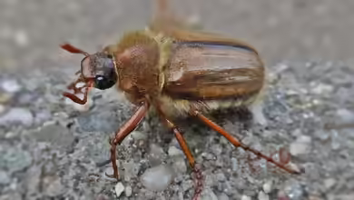 Der faszinierende Lebenszyklus des Junikäfers: Ein sommerlicher Besucher im Garten