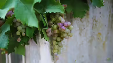 Der Gärtner als Winzer: Wein selbst anbauen