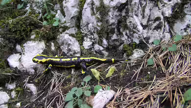Der Geheimnisvolle Feuersalamander: Ein faszinierender Bewohner unseres Gartens