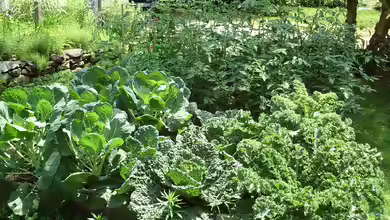 Der Gemüsegarten