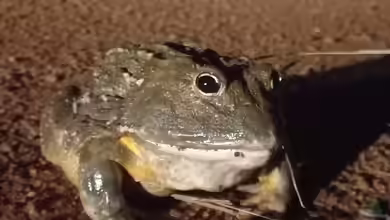 Der größte Ochsenfrosch - Das beeindruckende Amphibien-Schwergewicht