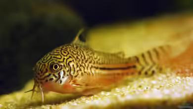 Der Julii-Panzerwels / Corydoras julii