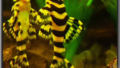 Der L 134 Tapajos Zebra !