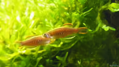 Der lebhafte Danio Choprae