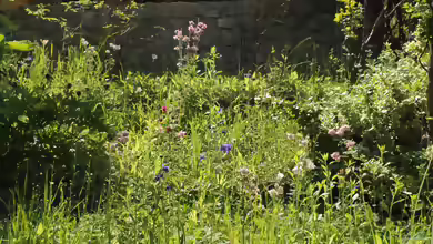 Der Naturgarten