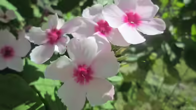 Der richtige Zeitpunkt zum Zurückschneiden von Stauden: Nach der Blüte oder im Frühjahr?