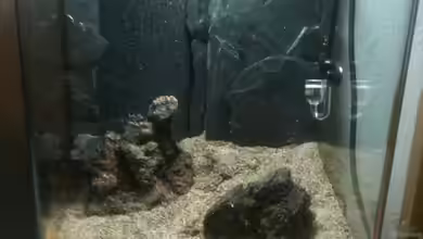 Der ultimative Leitfaden für Spaß beim Aquarium Einrichten - Tipps, Tricks und mehr!