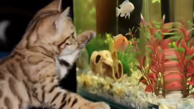 Der Umzug mit Aquarium: Das ist zu beachten