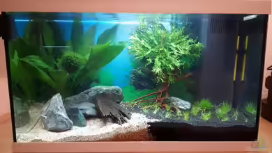 Der vierte Streich - Leerstehend von Nordlicht Ka