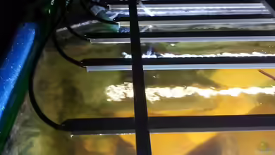 Der Wechsel zur LED-Beleuchtung im Aquarium: Worauf ist zu achten?