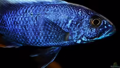 Der Wirrwarr um die korrekten Bezeichnungen für Nachzuchten in der Aquaristik