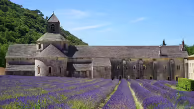 Der Zauber der Lavendelblüte in Frankreich