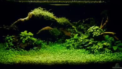 "Der Zauberwald" von Creative Nature Aquaristic