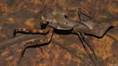 Deroplatys desiccata im Terrarium halten