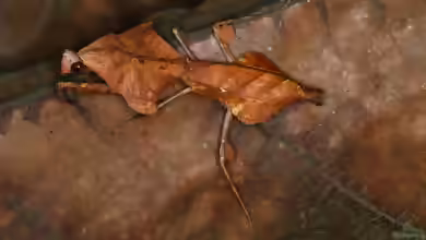 Deroplatys lobata im Terrarium halten