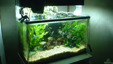 Desinfektionsmittel im Aquarium: Freund oder Feind?