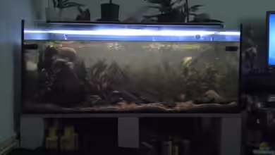 Desire von Arnortorn