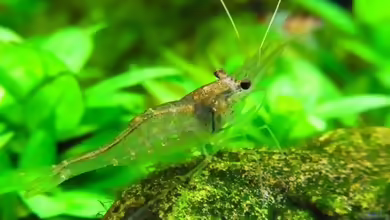 Desmocaris trispinosa im Aquarium halten