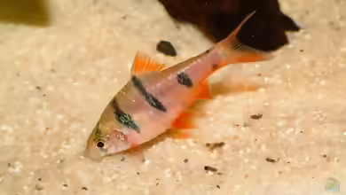 Desmopuntius hexazona im Aquarium halten