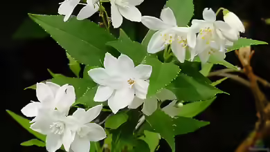 Deutzia gracilis im Garten pflanzen