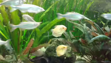 Devario aequipinnatus im Aquarium halten