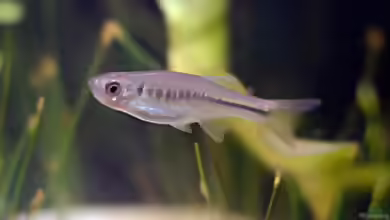 Devario maetaengensis im Aquarium halten