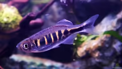 Devario pathirana im Aquarium halten