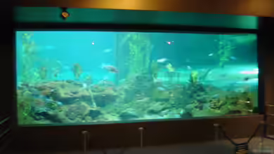 DGUV-Prüfung auch für Aquarien in Unternehmen