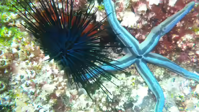 Diadema mexicanum im Aquarium halten