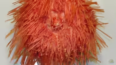 Diadema palmeri im Aquarium halten