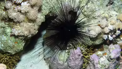 Diadema paucispinum im Aquarium halten