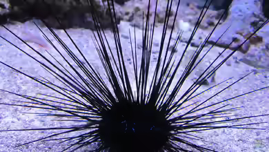 Diadema savignyi im Aquarium halten