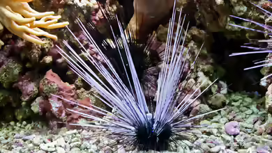 Diadema setosum im Aquarium halten