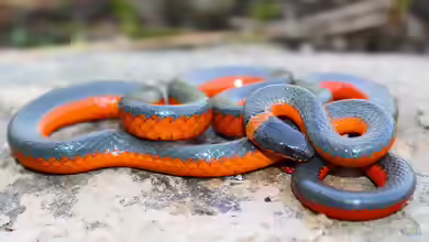 Diadophis punctatus im Terrarium halten