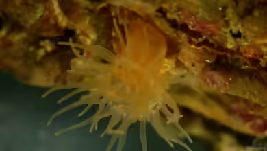 Diadumene cincta im Aquarium halten