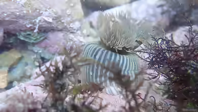 Diadumene neozelanica im Aquarium halten