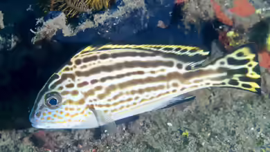 Diagramma pictum im Aquarium halten