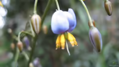 Dianella tasmanica im Garten pflanzen