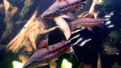 Dianema urostriatum im Aquarium halten