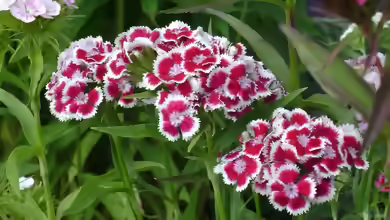 Dianthus barbatus im Garten pflanzen